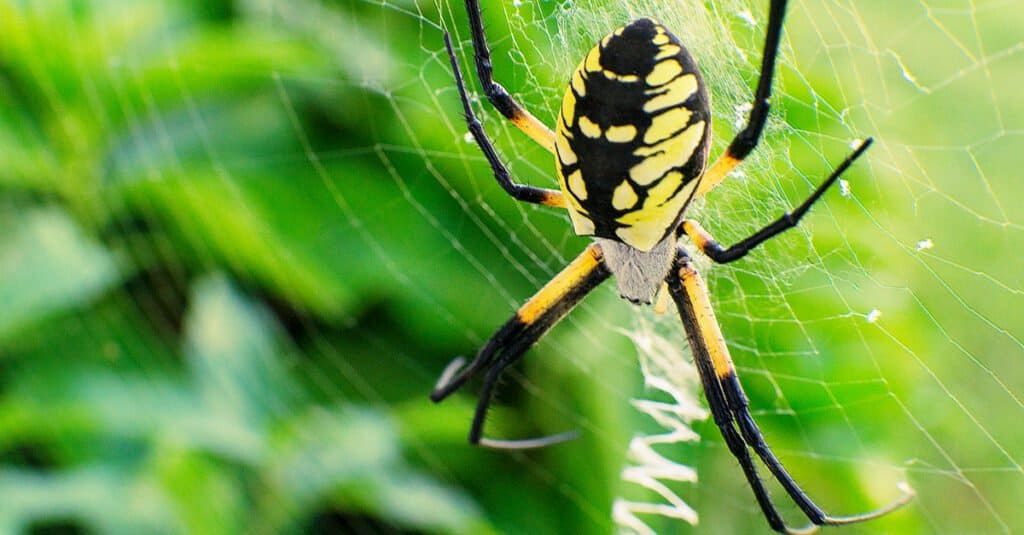 I ragni gialli da giardino sono velenosi o pericolosi - Ragno giallo da giardino