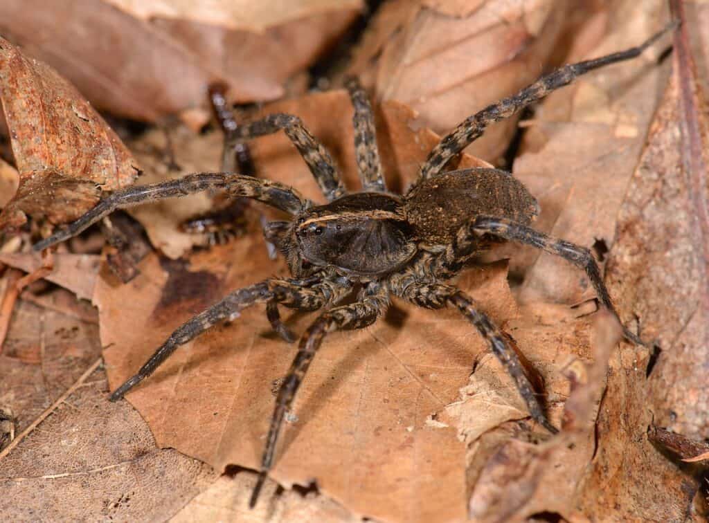 I ragni lupo nel New Jersey possono essere qualsiasi iterazione di nero e marrone