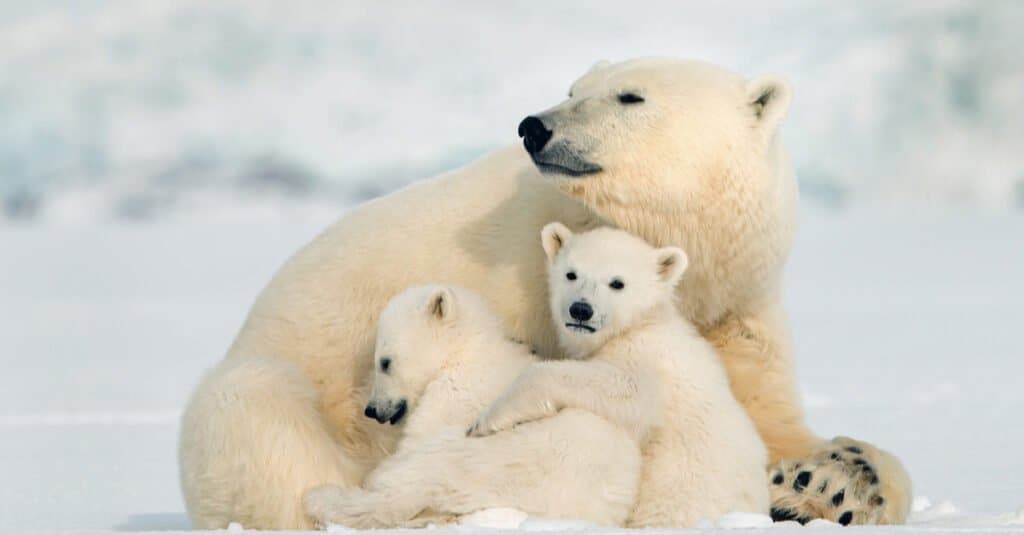 Cucciolo di orso polare - Cucciolo con genitore