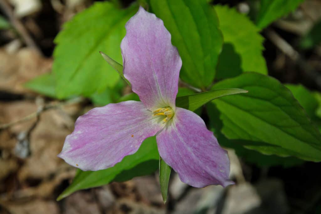 Un Trillium bianco rosa - Ontario