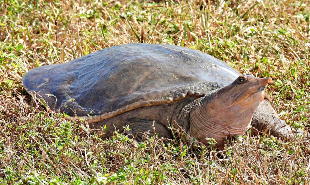 Tartaruga dal guscio molle della Florida (Apalone ferox)