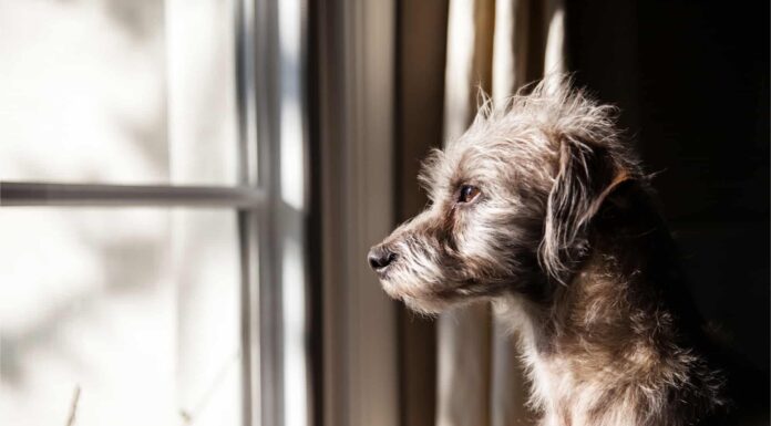 5 modi infallibili per trattare l'ansia da separazione del tuo cane
