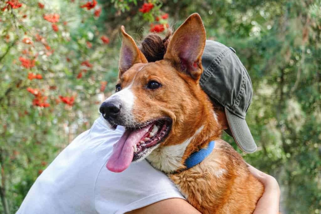 cane da salvataggio abbracciato da un volontario