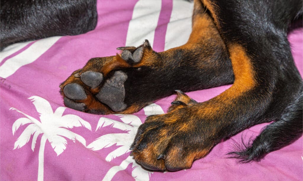 sperone di un cucciolo di Beauceron in primo piano