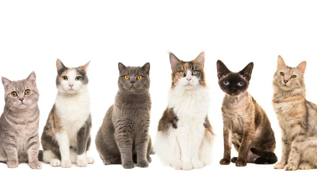 Un gruppo di razze di gatti su uno sfondo bianco