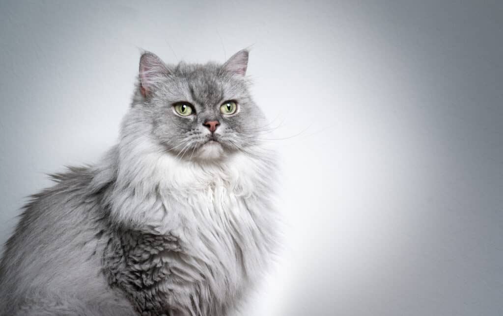Argento e grigio tabby British gatto a pelo lungo su sfondo grigio