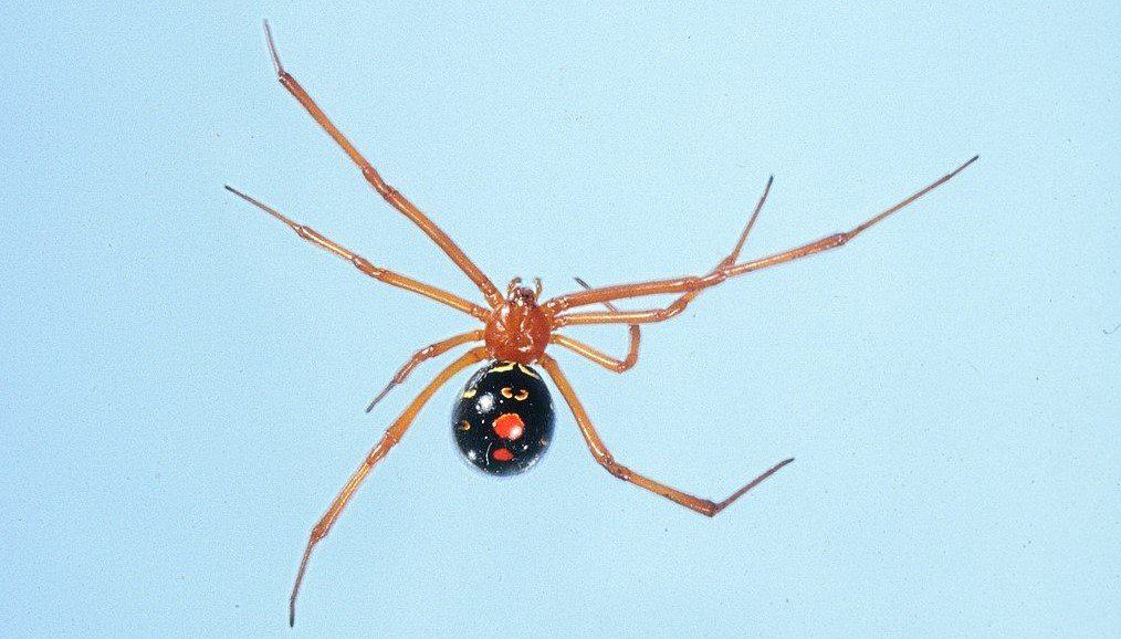 I ragni più pericolosi