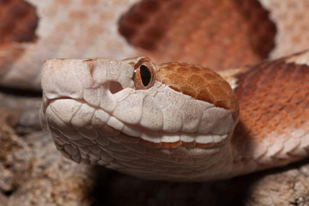 Serpente velenoso Copperhead ( Agkistrodon contortrix )