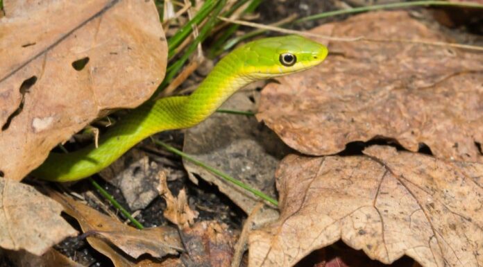 Florida Green Water Snake