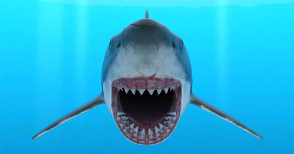 Grandi denti di squalo bianco - Denti di squalo bianco