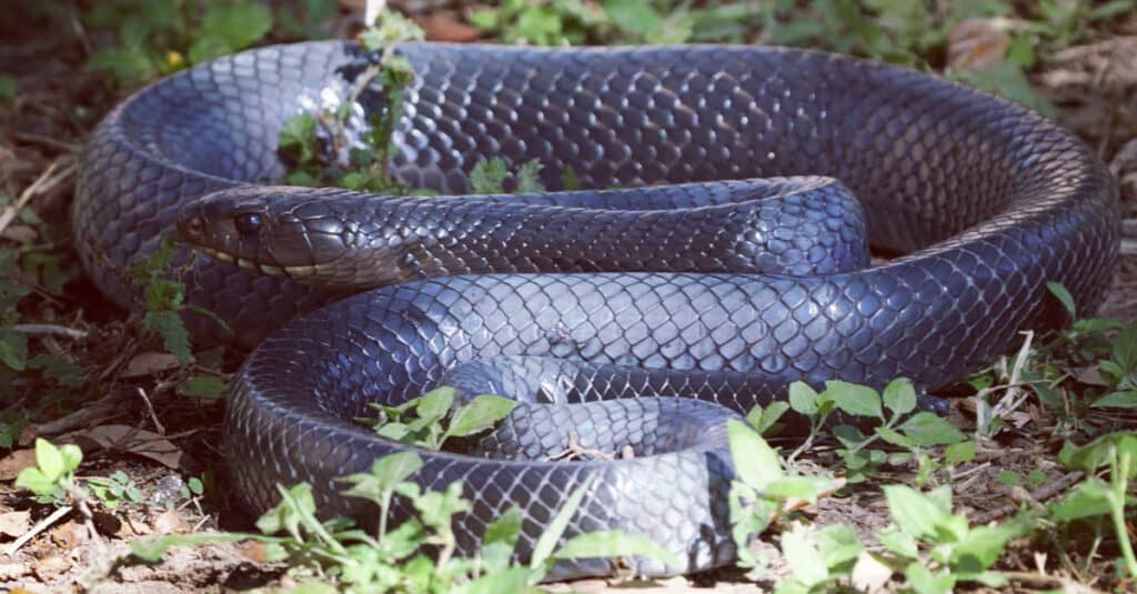 Serpente indaco del Texas avvolto in piante verdi