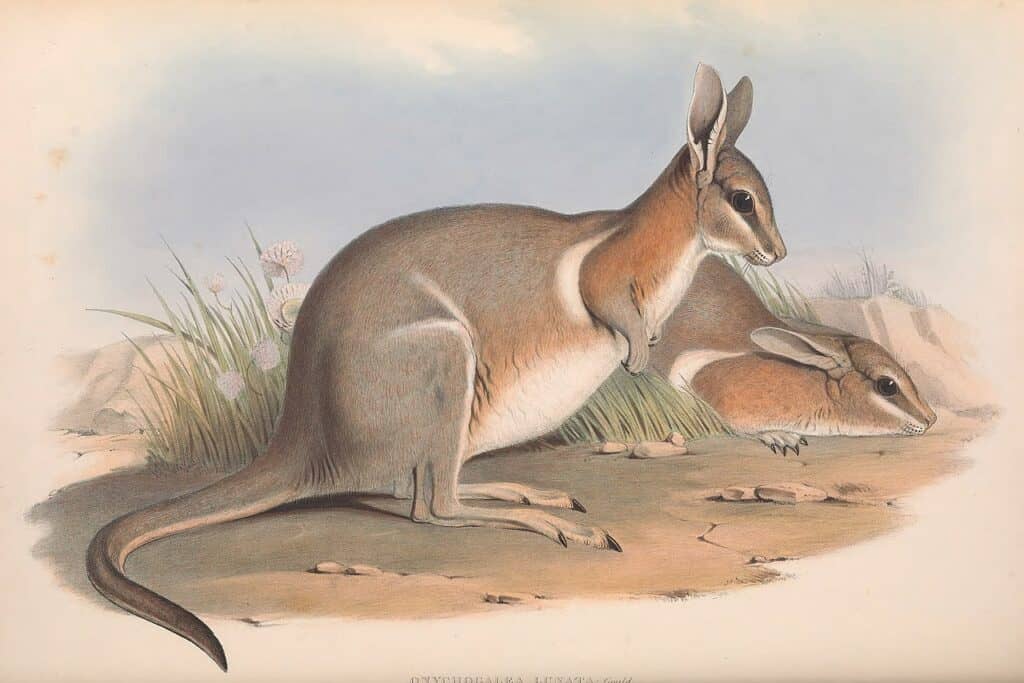 Wallaby a coda di chiodo a mezzaluna