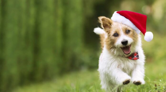 6 adorabili cuccioli a Portland da adottare per Natale
