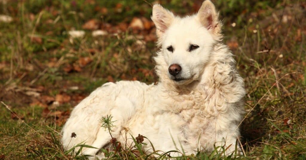 Un cane da pastore ungherese bianco, Mudi, che giace in un campo.