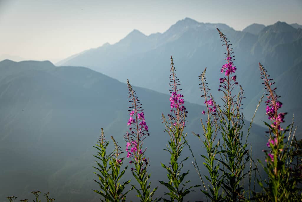 i migliori fiori perenni