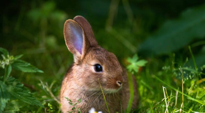 7 modi: come sbarazzarsi dei conigli dal tuo cortile
