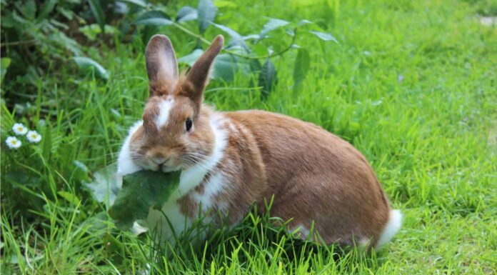 7 modi migliori per tenere i conigli fuori dal tuo giardino
