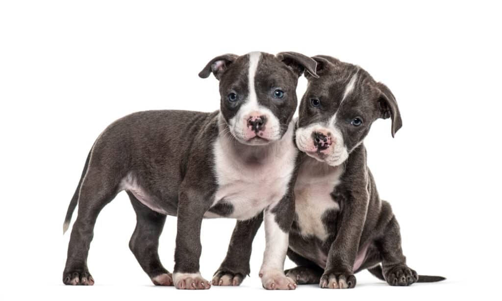 Due cuccioli di American Pit Bull su uno sfondo bianco