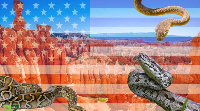 7 serpenti invasivi negli Stati Uniti (incluso un 
