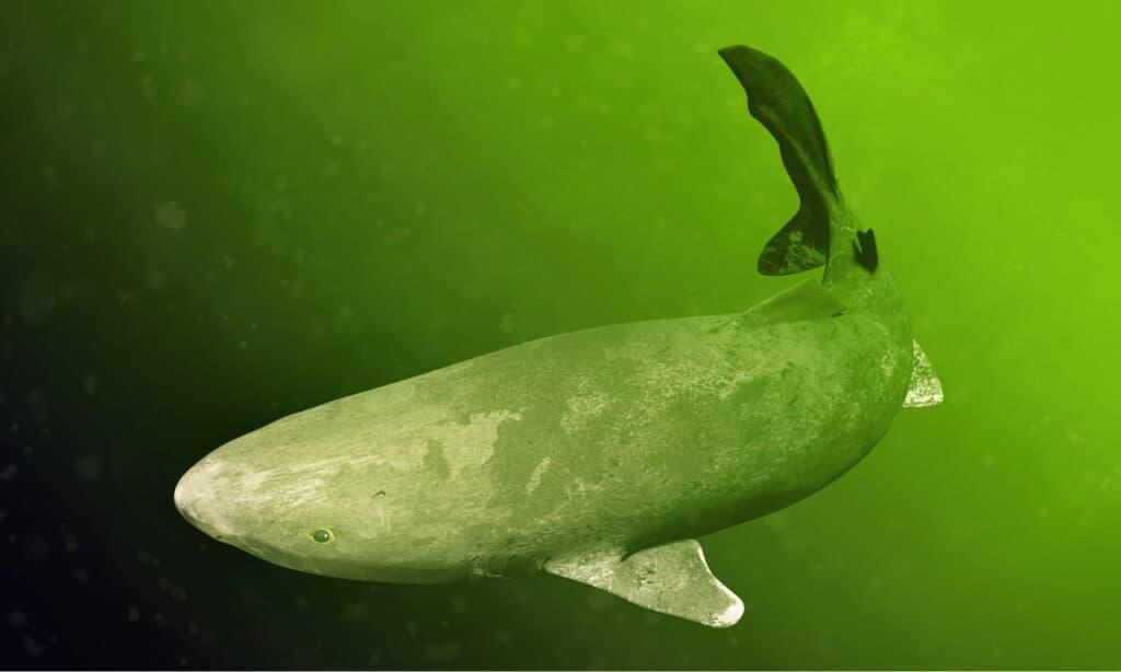 Squalo della Groenlandia che nuota, Somniosus microcephalus, squalo con la più lunga durata di vita conosciuta di tutte le specie di vertebrati