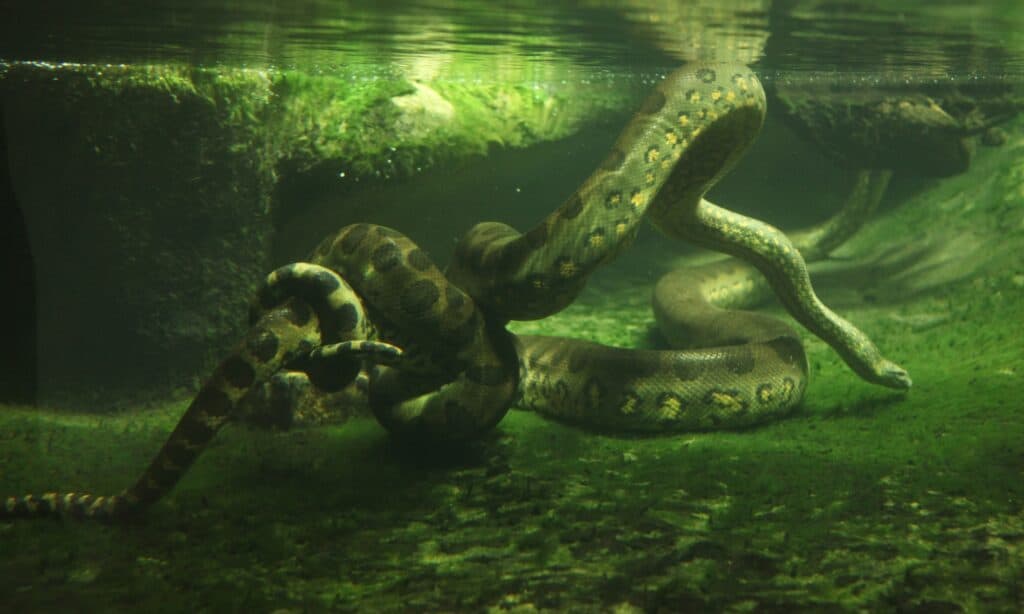 Anaconda verde sott'acqua
