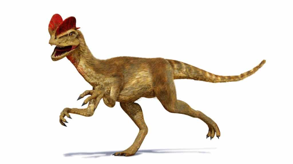 Dilophosaurus dinosauro teropode del primo periodo Giurassico