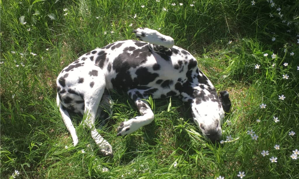 perché i cani si rotolano nell'erba?