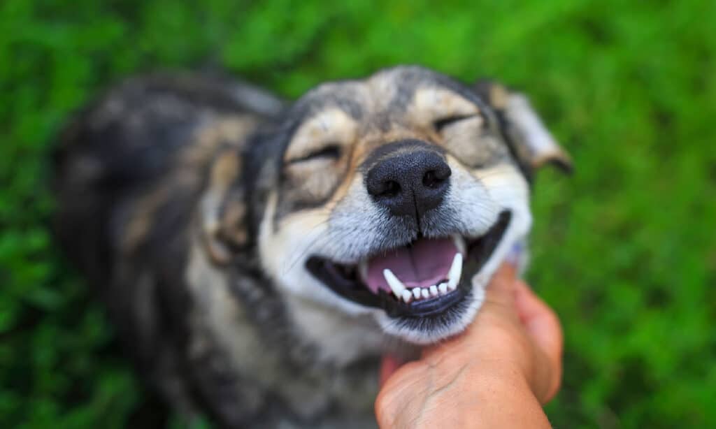 Cane, Felicità