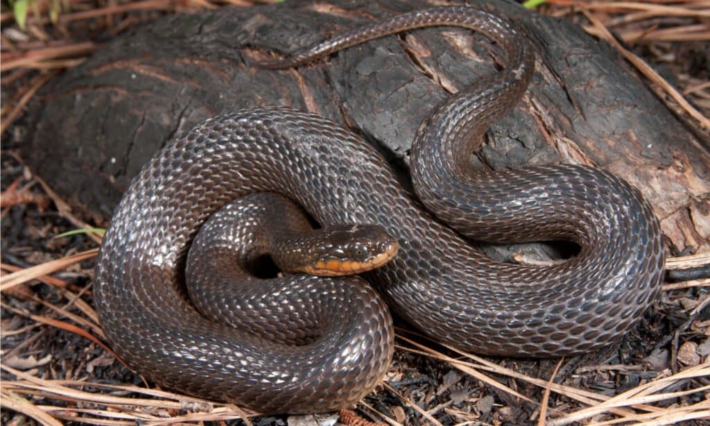 I lucidi serpenti di gambero sono talvolta chiamati serpenti di palude.