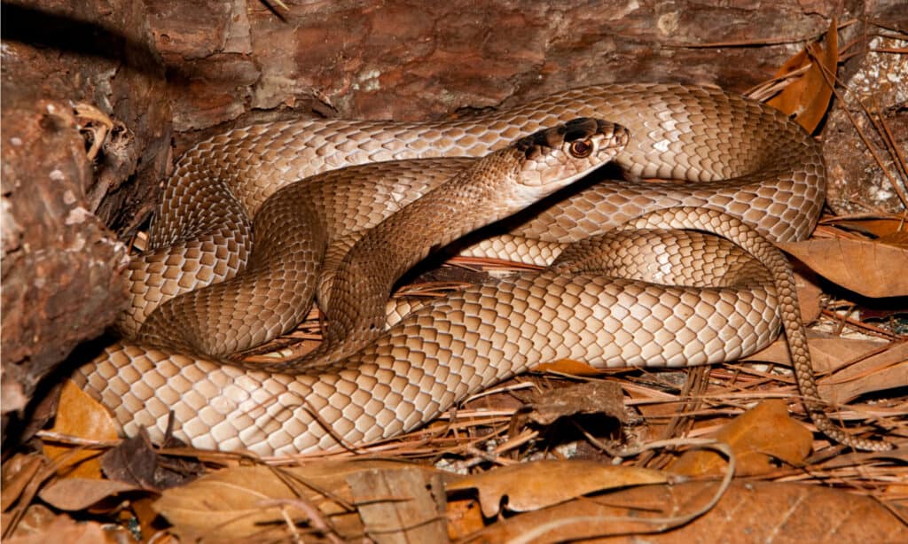 le fruste orientali sono serpenti comuni nella Carolina del Sud, ad eccezione delle regioni montuose