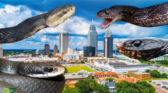 8 serpenti neri in Alabama: attenzione!
