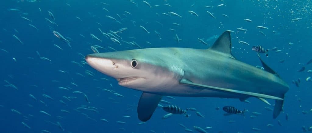 Uno squalo blu nell'Oceano Atlantico vicino a Pico (Isole Azzorre).