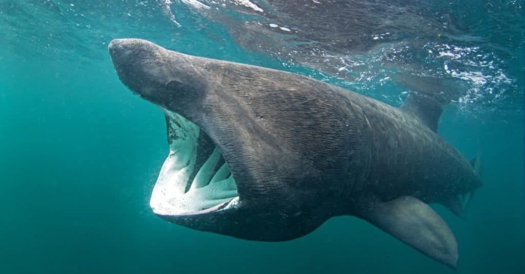 Il pesce più grande: lo squalo elefante
