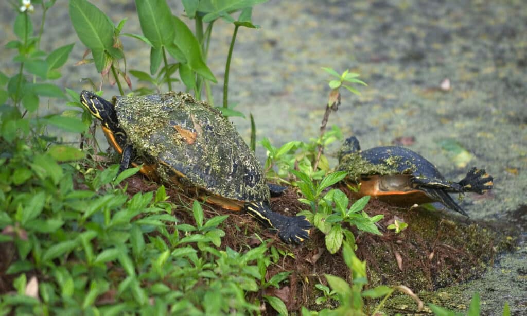 Tartaruga gallina della Florida (Deirochelys reticularia chryssea)