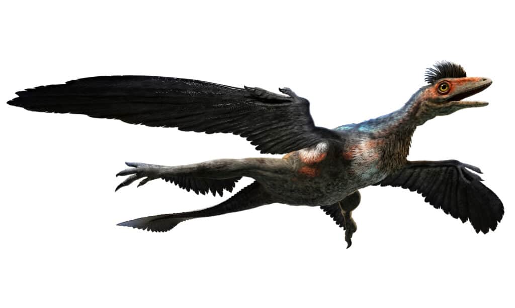 Microraptor illustrazione 3D su sfondo bianco