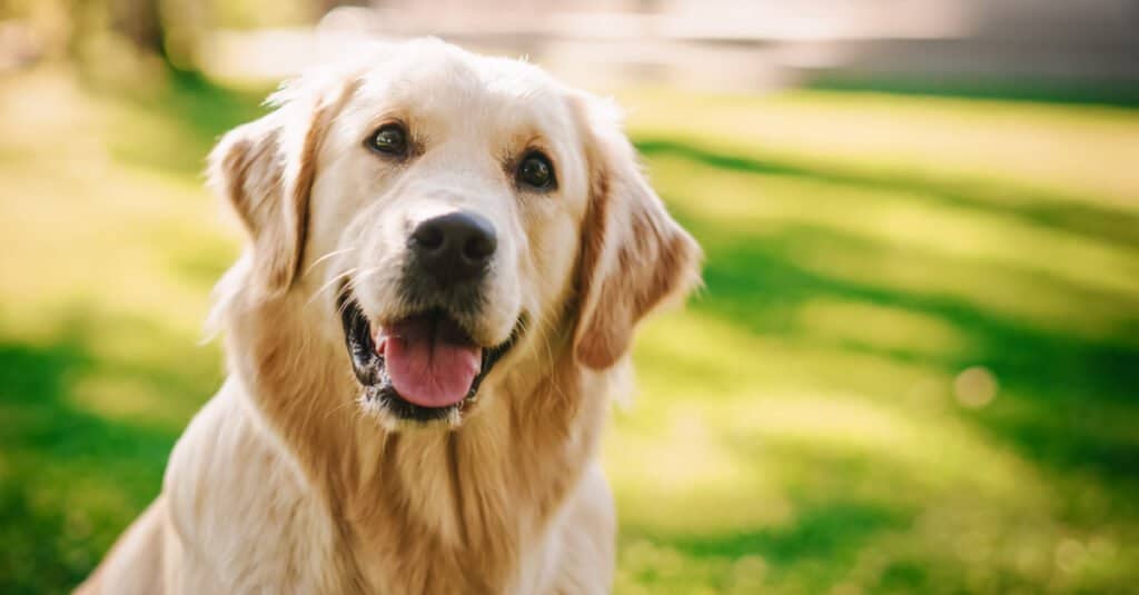 I golden retriever sono una delle razze di cani più adatte alle famiglie