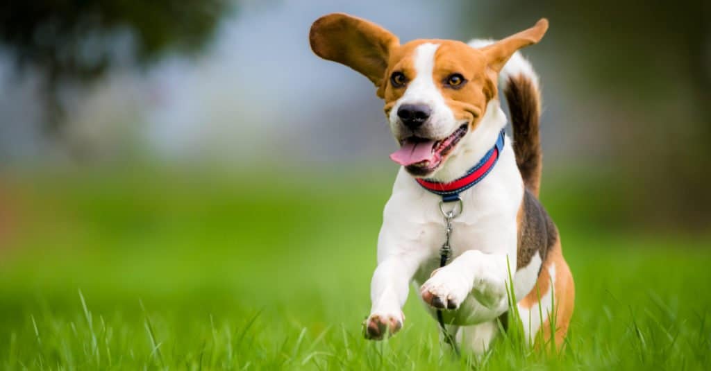 Beagle che corre e gioca