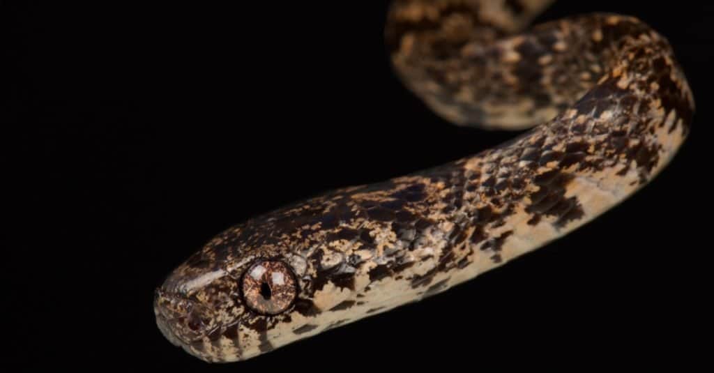 Serpenti più piccoli: mangiatore di lumache variegato