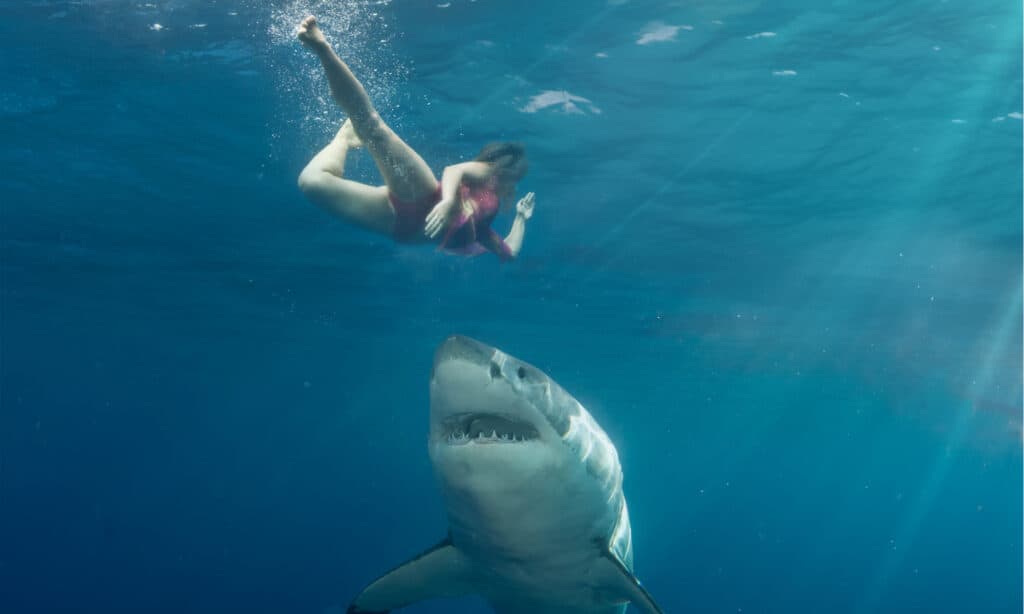 Nuotatore d'attacco del grande squalo bianco