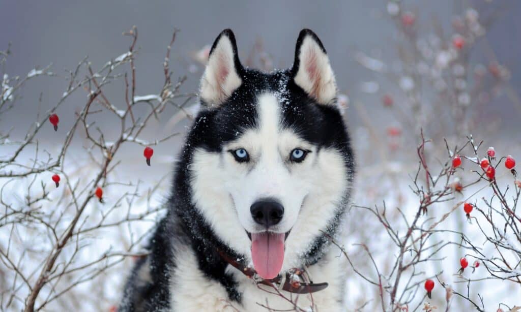 Perché i Siberian Husky hanno gli occhi azzurri