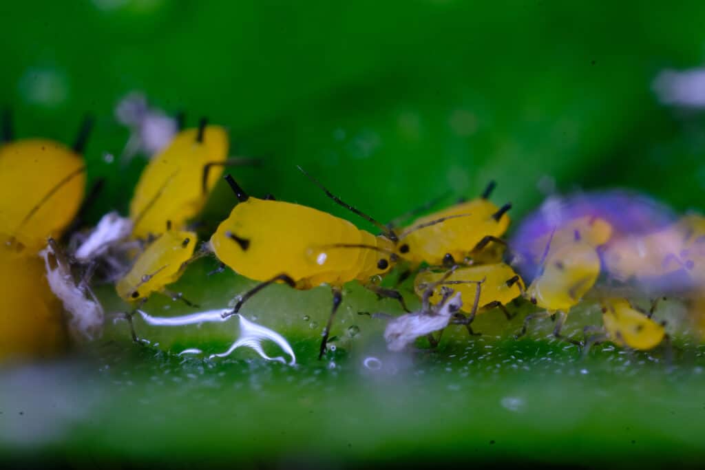 Afidi gialli.  Gli afidi gialli su una foglia succhiano la linfa della pianta.  I piccoli afidi raccolti in una colonia si nutrono della linfa della pianta.  Primo piano.