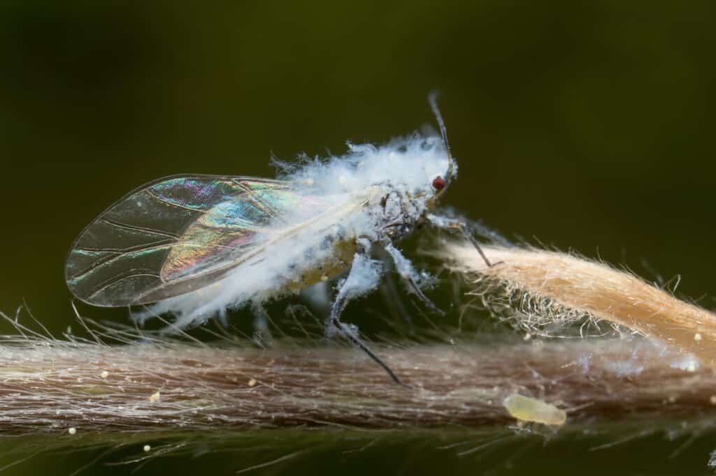 Afide lanoso nella foresta