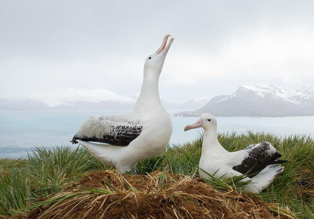 Coppia di albatri erranti sul nido, socializzare Isola Georgia del Sud, Antartide