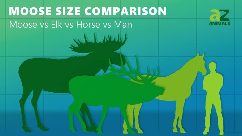 Confronto delle dimensioni dell'alce - Alce vs alce vs cavallo vs umano