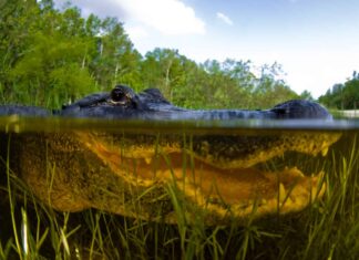 Alligatore trovato fuori dalla scuola elementare della Florida
