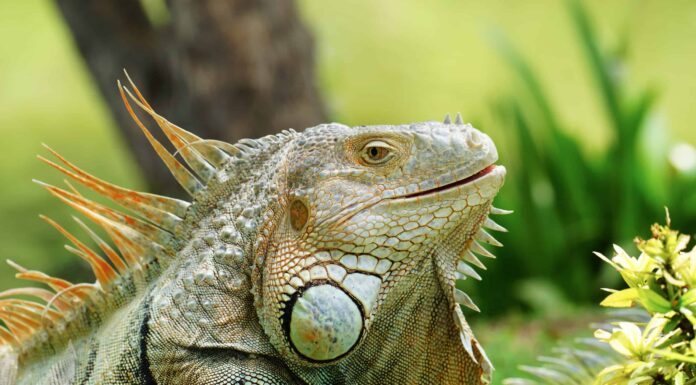 All'iguana NON piace il suo animale di pezza sosia
