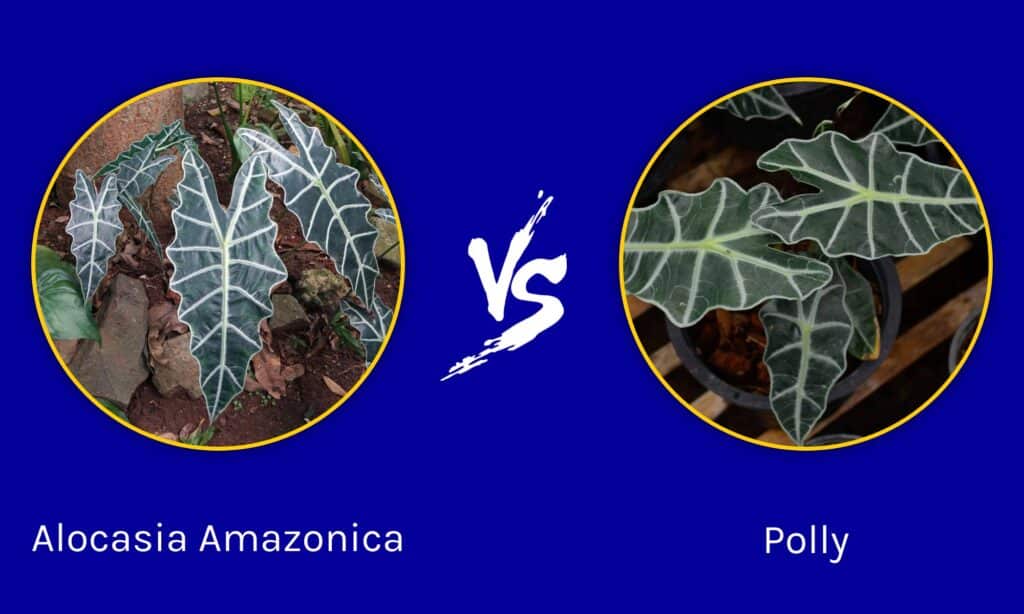 Alocasia Amazonica contro Polly