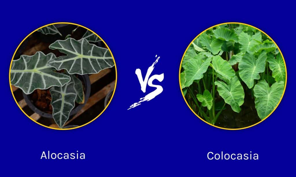 Alocasia vs Colocasia