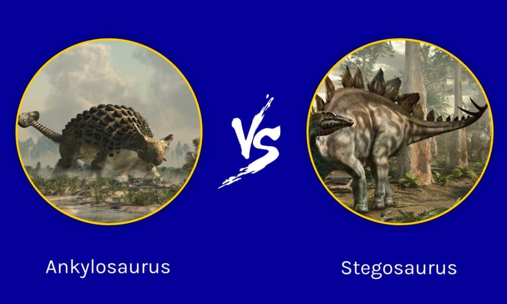 Anchilosauro vs Stegosauro