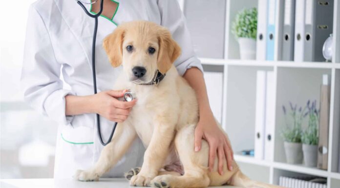 Anchilostomi nei cani: segni, trattamento e rischi
